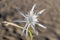 Sand lily or Sea daffodil closeup view. Pancratium maritimum, wild plant blooming, white flower