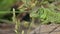 Sand Lizard, Close Up