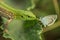 Sand lizard hunting silver-studded blue