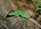 Sand lizard - Lacerta agilis