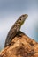 Sand lizard - Lacerta agilis