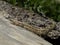 Sand lizard ( Lacerta agilis )