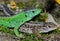 Sand lizard (Lacerta agilis)