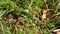 Sand lizard Lacerta agilis hides in the grass