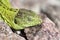 Sand lizard (Lacerta agilis) male sunbathing close up