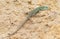 Sand lizard, lacerta agilis. Reptile basking on a pile of sand