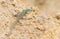 Sand lizard, lacerta agilis. Reptile basking on a pile of sand
