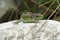 Sand lizard Lacerta agilis Reptile Close up Portrait Clear