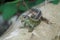 Sand lizard Lacerta agilis Reptile Close up Portrait Clear