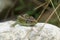 Sand lizard Lacerta agilis Reptile Close up Portrait Clear