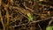 Sand lizard. Lacerta agilis in the sun