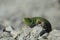 Sand lizard. An ordinary quick green lizard. Lizard on the rubble. Sand lizard, lacertid lizard.