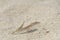 Sand lizard side view