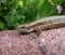 Sand Lizard taking a sun bath