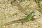 Sand Lizards