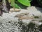 Sand Lizards in Weesen, Walensee, Switzerland. Capital of Lizards