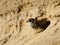 Sand martin