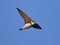 Sand Martin