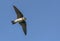Sand martin Riparia riparia flying over rich blue sky with spreaded wings