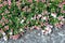 Sand myrtle flowers closeup macro