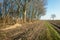 Sand path along a forest with bare recently pruned trees