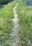 Sand path with grass