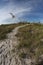 Sand path between sea oats at beach.