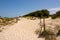 Sand paths through the protected dunes to Cala Agulla beach