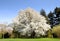 Sand Pear Tree in the Spring