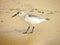 Sand Piper