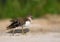 Sand piper