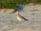 Sand Piper on the beach, Florida, Hudsonian godwit Limosa haemastica