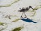 Sand Piper on the beach on Honeymoon Island in Florida 2