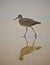 Sand piper bird