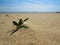 Sand plants on the beach.