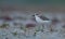 Sand plover in sea beach for nest making