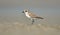 Sand plover in sea beach for nest making