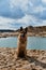 Sand quarry on clear day. Beautiful black and red German Shepherd sits on sand next to river against background of sky with white