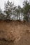 sand quarry in the spring pine forest. Old strong pine trees sticking out of the sandy rock.