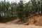 sand quarry in the spring pine forest. Old strong pine trees sticking out of the sandy rock. Minerals