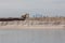 Sand replenishment ship on shore for land reclamation