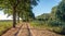 Sand road with cart tracks along a row of trees