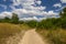 Sand road between green bushes. Large white clouds in the blue sky. Summer