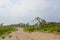 Sand road in a hazy heath landscape with tres in Flanders