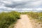 Sand Road and Thick Grass