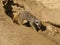 Sand of Sahara in the midday with meerkats