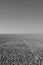 Sand salt and savannah till the endless horizon at the etosha salt pans in Namibia