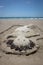 Sand sculpture mermaid, Matarangi Beach, New Zealand