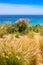 Sand and Sea Oats on the Shore