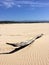 Sand, shade and driftwood